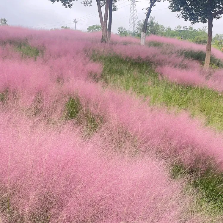 [粉黛乱子草]3盆150口径多年生耐热耐寒宿根庭院网红品种观赏草