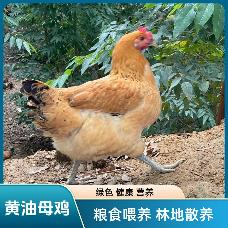 四川高山林地散养黄油母鸡（300天）