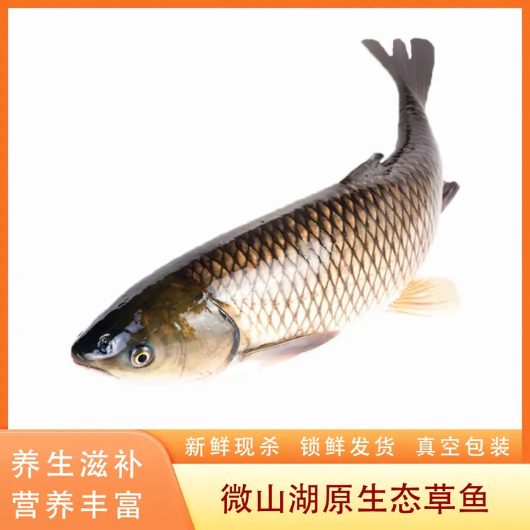 顺丰微山湖区生态鲩鱼草鱼厚子鱼活鱼现杀