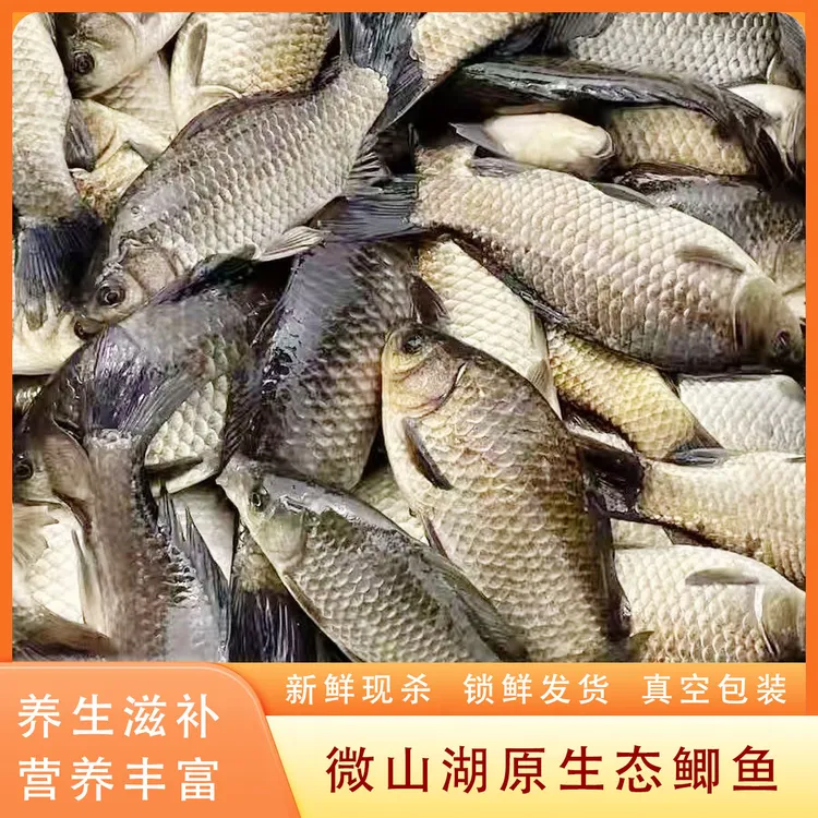 微山湖区土鲫鱼新鲜鲫鱼活鱼现杀顺丰发货
