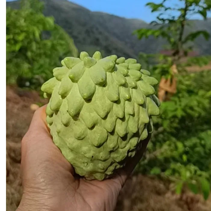 大果自家种植凤梨释迦果奶白色果肉软糯香5-6两8-9个