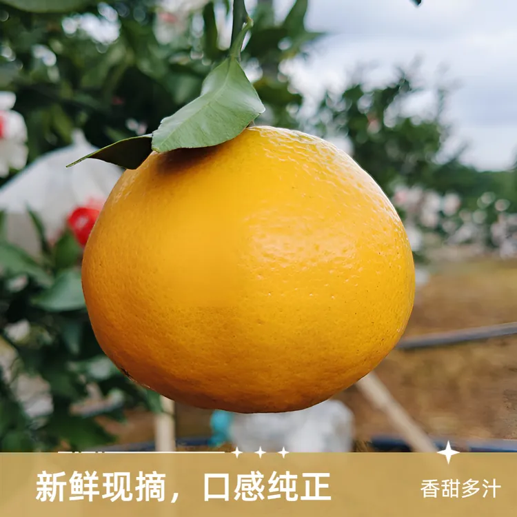 正宗春见耙耙柑【中果】