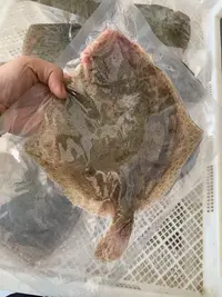 【小爱推荐】新鲜去内脏多宝鱼5条 7-9两/条 5条  连云港发货