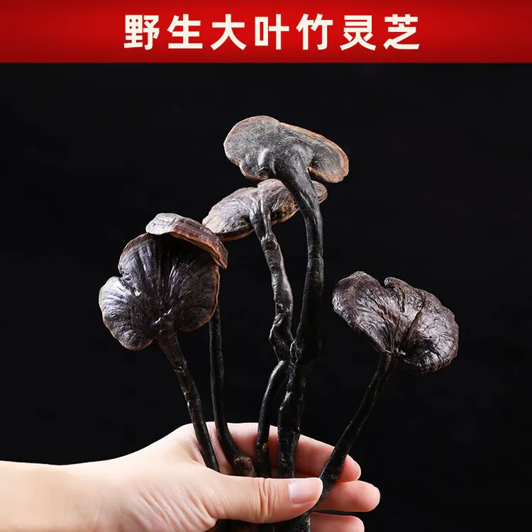 遇芝缘竹灵芝正品深山野生全开叶云南竹林芝干货天然长柄竹芝泡酒