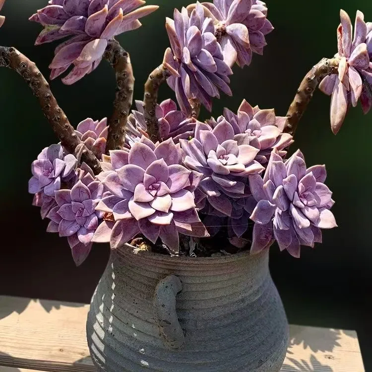 【糖心】超大多头紫乐多肉老桩 紫气东来老桩盆栽  好养花卉