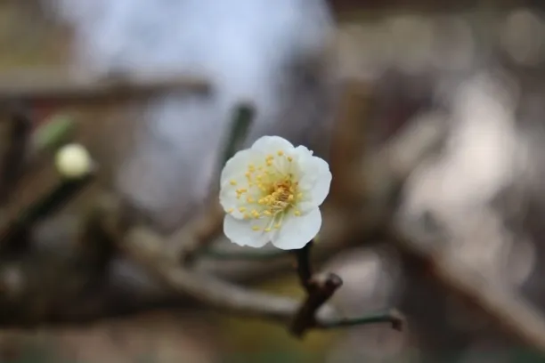 绿萼梅花老桩，原生徽梅