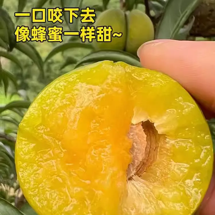 蜂糖李子树苗嫁接特大晚熟脱骨青脆李子果树苗南北方种三华李树苗
