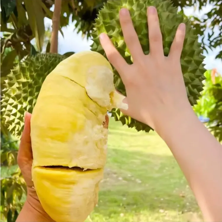 云南金枕头榴莲树苗盆栽果树苗南北种植猫山王庭院阳台四季种植