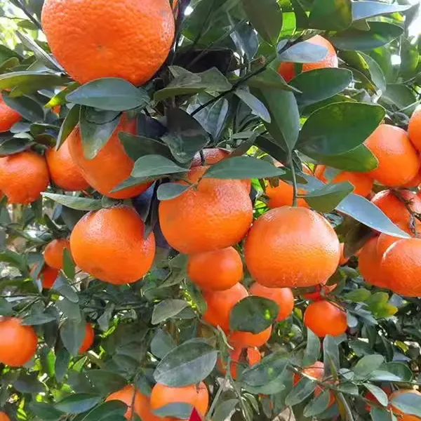 沙糖桔树苗地栽盆栽南方北方种植橘子树苗柑桔果树果苗嫁接砂糖橘