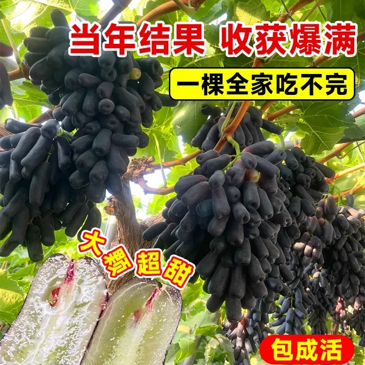 蓝宝石葡萄树盆栽地栽大苗爬藤果树南方北方种植果苗当年结果