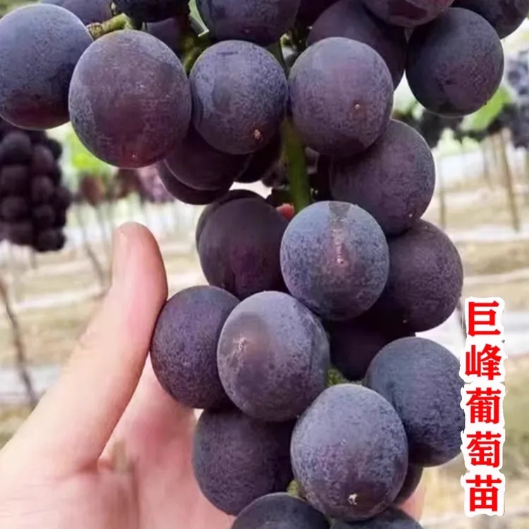 巨峰葡萄苖阳光玫瑰地栽葡萄树苗无籽南方北方种植盆栽庭院爬藤