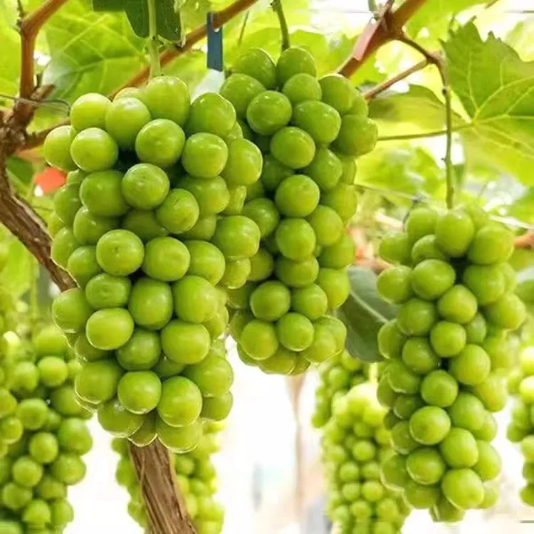 爆甜阳光玫瑰葡萄苗嫁接苗果树苗 盆栽地栽南北方种植当年结果