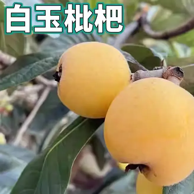 白玉枇杷树苗特大果嫁接盆栽庭院地栽无核南北方种植