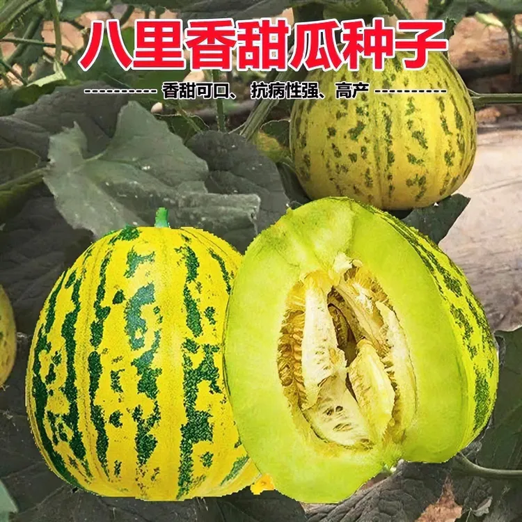 下单就发3包】八里香甜瓜种子早中熟蔬菜瓜果种子籽香味浓特甜蜜瓜