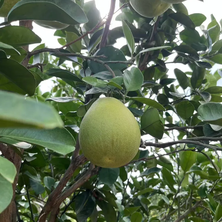 安福横龙老树金兰柚（品鉴装）