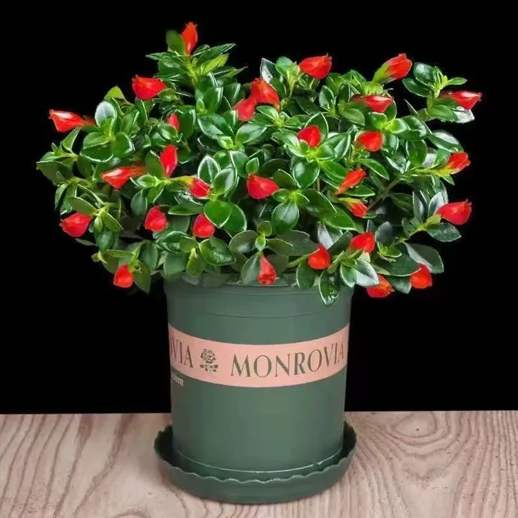 【当年开花】金鱼花盆栽吊兰四季常青花卉绿植开花植物客厅阳台养殖