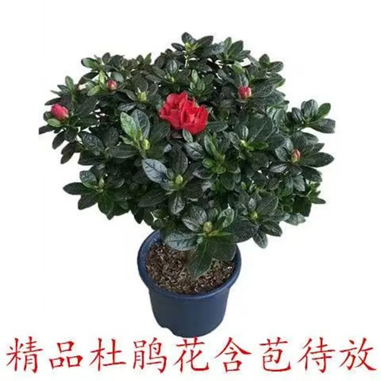 【带花苞】杜鹃花盆栽花卉绿植四季开花植物阳台室内好养冬季