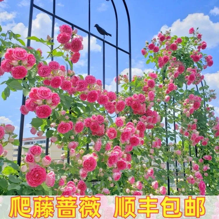 蔷薇花苗月季四季开花绿植盆栽爬藤月季玫瑰花盆栽花爬藤龙沙宝石