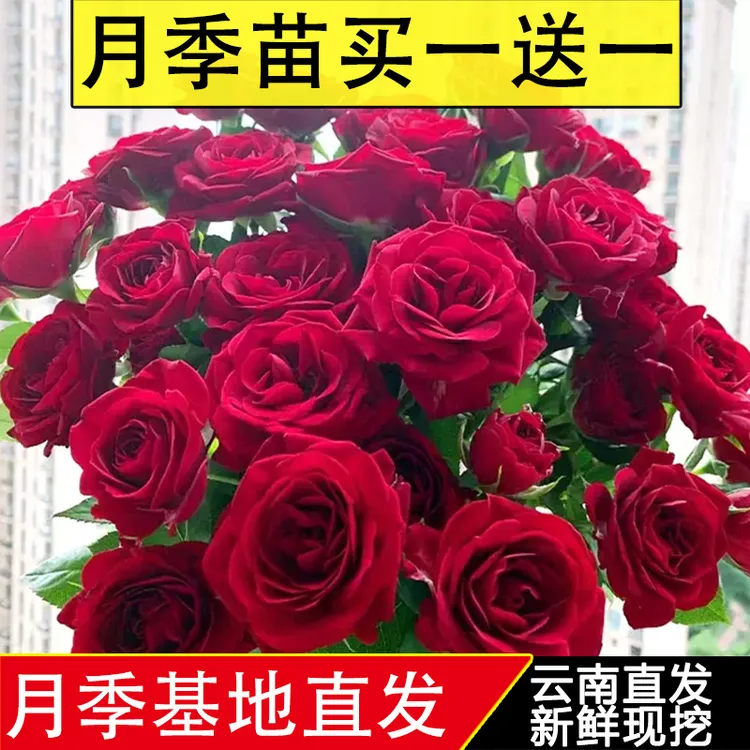 月季大花扦插小苗玫瑰花四季开花室内外阳台庭院浓香好养植物室外