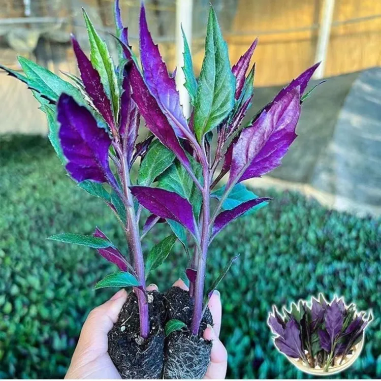 正宗食用紫背天葵红背菜血皮菜观音菜四季子盆栽红凤菜蔬菜0.2斤