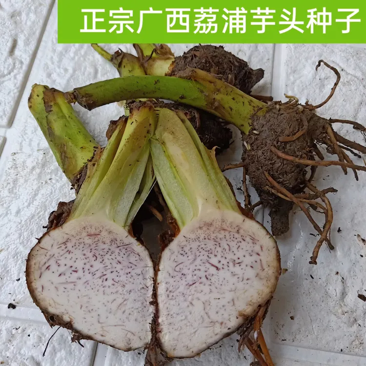 正宗广西荔浦芋头苗秧子种新鲜栽培紫藤荔浦香芋槟榔芋苗1斤包邮