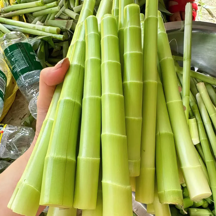 新鲜雷公笋广东闭鞘姜广陆商水蕉花樟柳头姜嫩芽食用腌酸现采现发