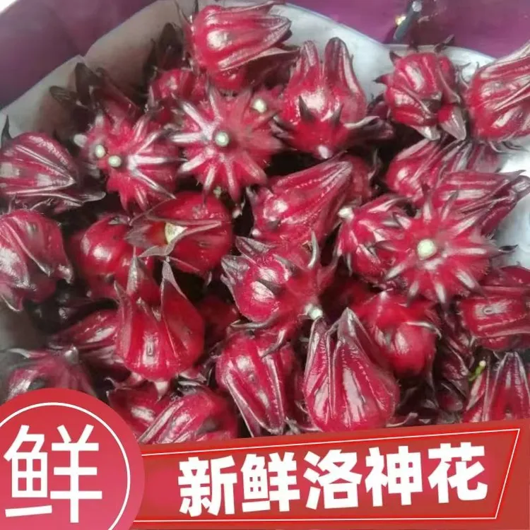 广西新鲜现摘洛神花红桃K果玫瑰茄泡茶泡酒酵素当季食用鲜花果酱