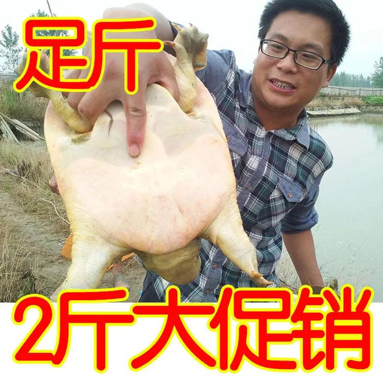 甲鱼鲜活外塘放养王八生态中鳖华水鱼团鱼45678两甲鱼海鲜