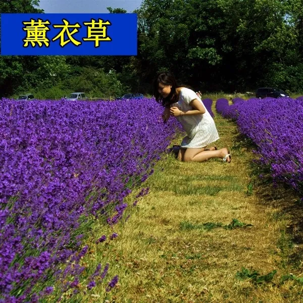 薰衣草种子四季阳台庭院盆栽花苗植物花籽多年生耐寒易种活草花孑