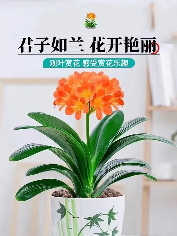 【精品黄金万两】君子兰盆栽开花室内阳台植物好养客厅观赏花卉1