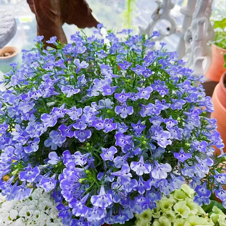 六倍利花苗盆栽花卉植物室内外庭院阳台耐寒耐热好养带花苞