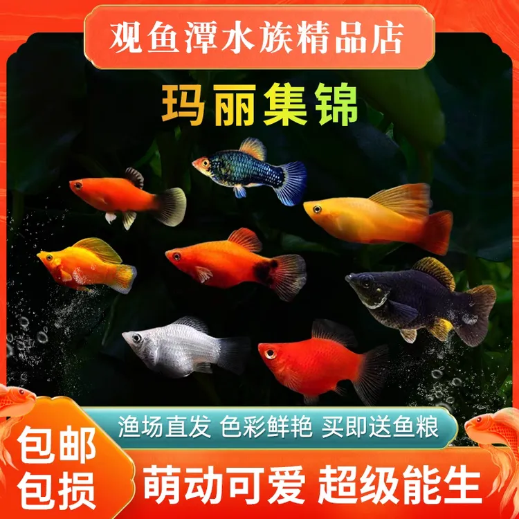 玛丽鱼胎生鱼热带鱼可繁殖小鱼包邮观赏鱼宠物鱼活体淡水繁殖孕母