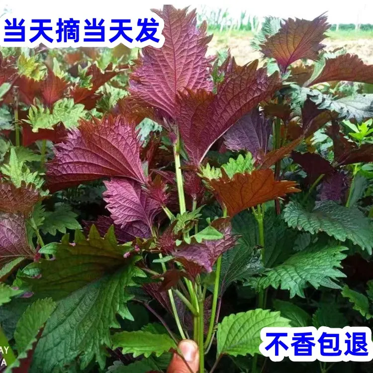 新鲜农家鸡冠紫苏叶食用饭店砂田螺龙虾鱼蟹调料提香去腥广东发货