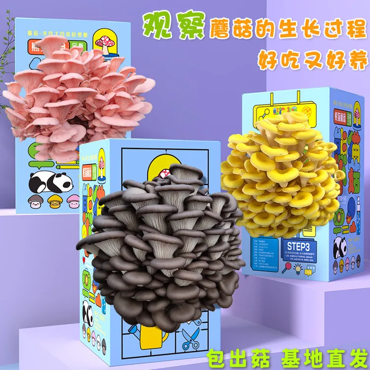 【不出包赔】蘑菇菌包种植盒儿童种植盆栽室内在家种蘑菇科学小实验