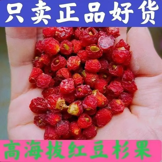 野生红豆杉果子干果实紫杉醇红豆杉鲜果泡酒茶