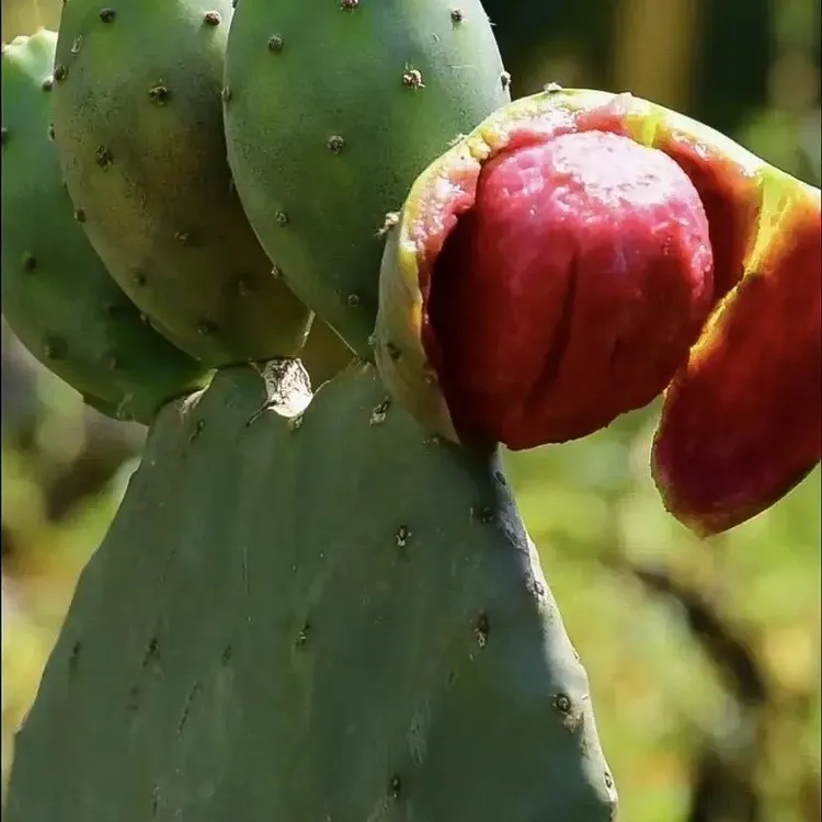 摩西哥红果仙人掌食用一片装