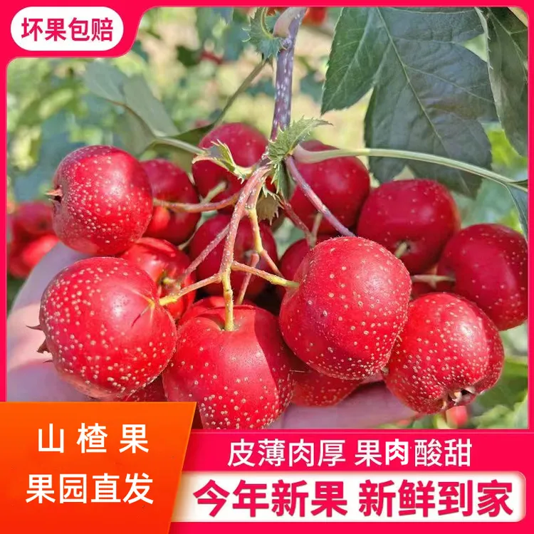 农家果园新鲜山楂果山里红当季水果泡茶水冰糖葫芦原料酸甜