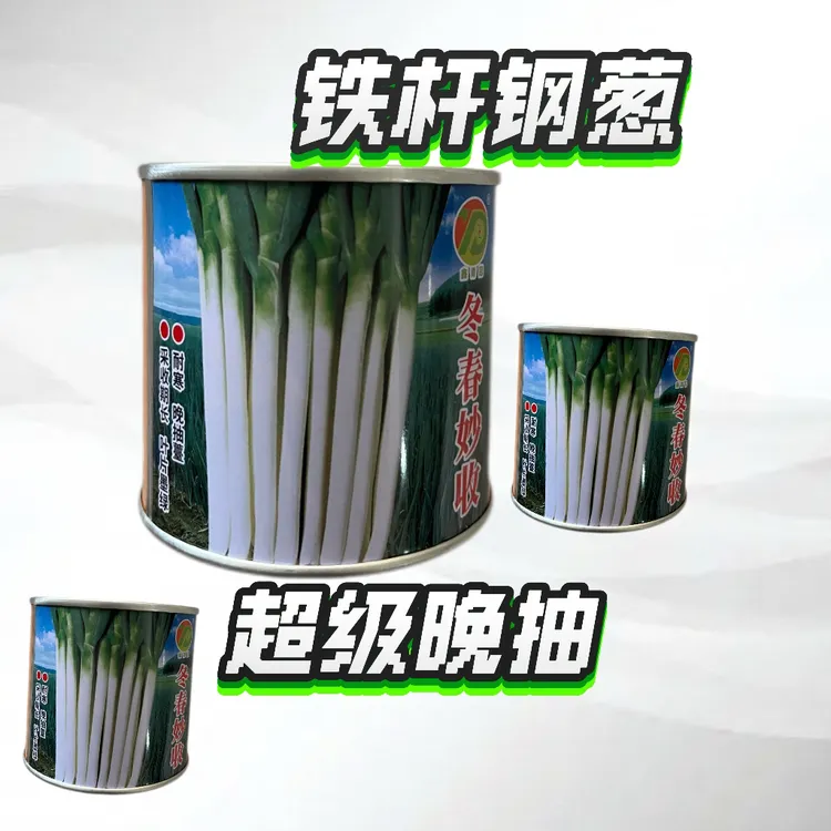 极晚抽 黑叶铁杆钢葱 冬春妙收 辣粉厚抗病高产 小粒子耐热抗涝