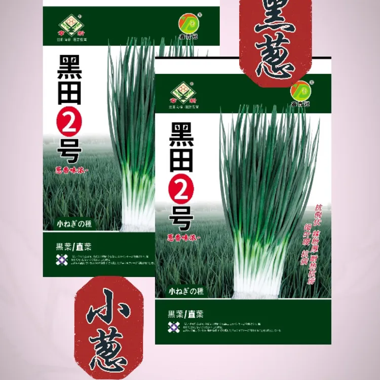 黑叶铁杆钢葱 小葱黑田2号辣粉厚抗病高产耐运输送栽培技术书