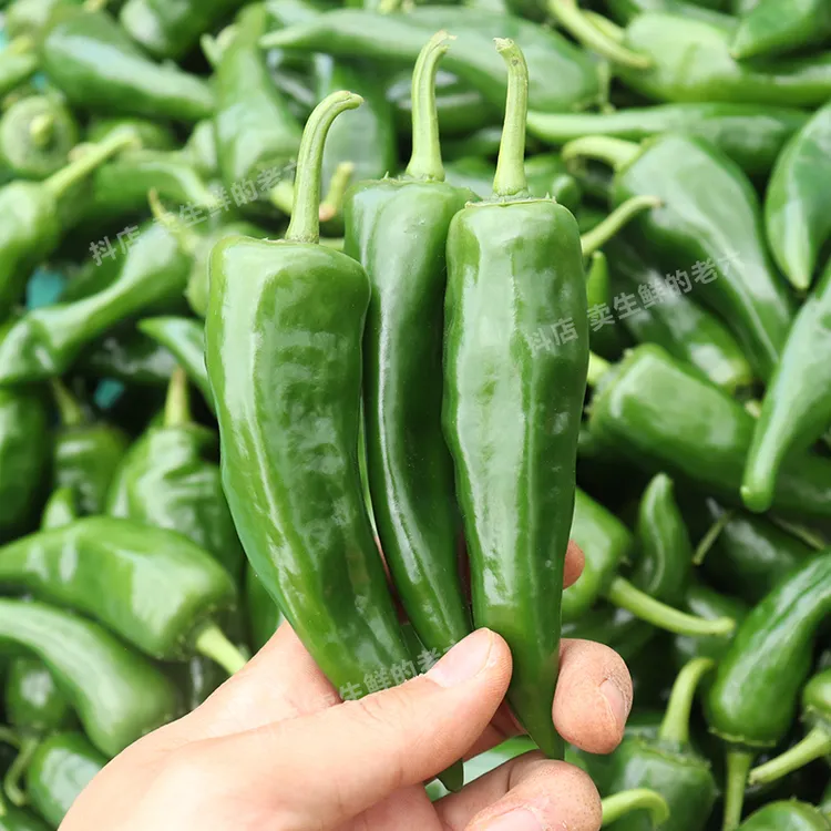 现摘小辣椒超辣特辣新鲜辣妹子辣椒皮薄青椒非湖南红腌咸菜泡椒