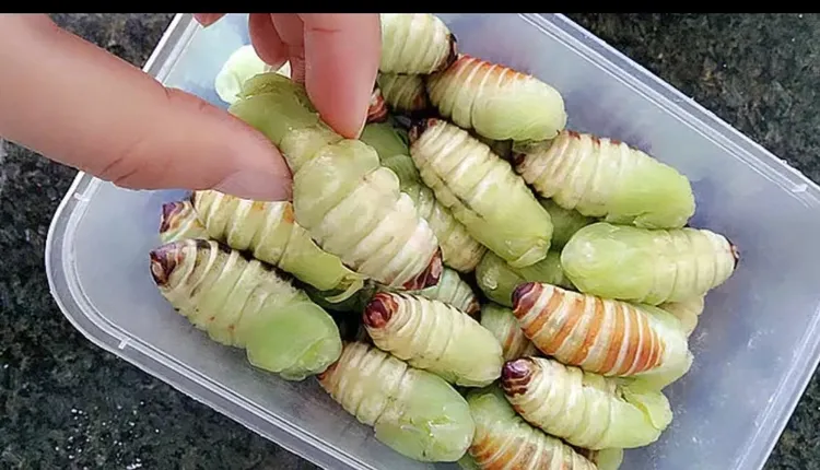 东北柞蚕蛹鲜活速冻神仙蛹