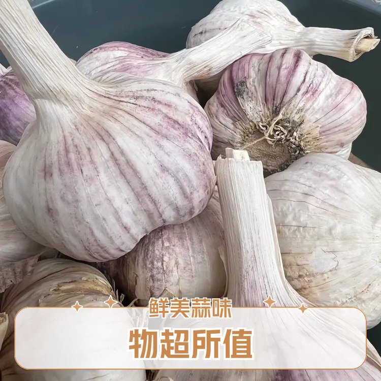 河南大蒜2024年新干蒜半干蒜紫皮大蒜大蒜头干蒜头鲜美蒜味自种