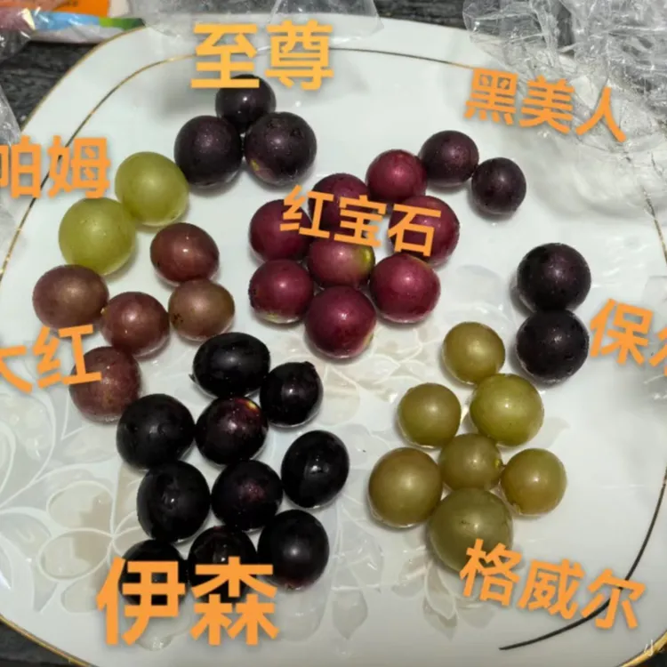 圆叶红宝石马斯卡丁绿植盆栽观叶植物阳台小院懒人种植 原土原盆