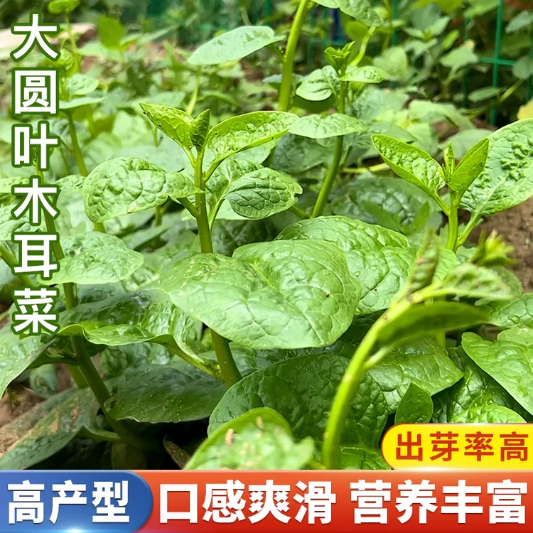 奶油木耳菜种籽阳台田园小院四季花盆栽播种植菜园抗病蔬菜种子
