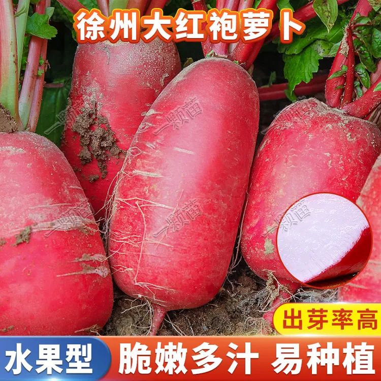 【拍二发三】大红袍红皮萝卜种籽阳台小院四季花盆菜地种植蔬菜种子