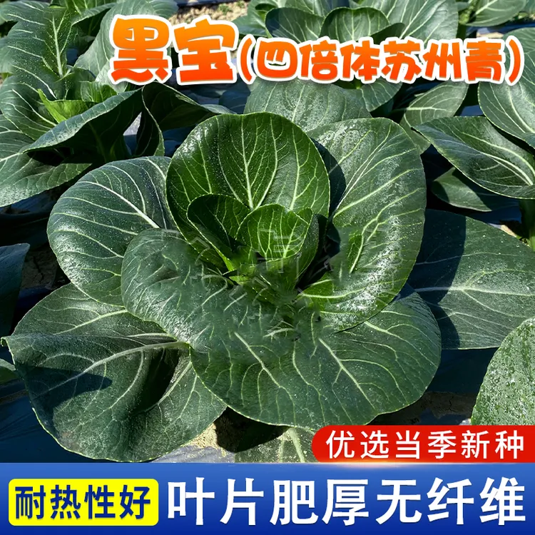 苏州青种子黑宝上海青种籽家庭院阳台花盆栽种植农家小菜园地蔬菜