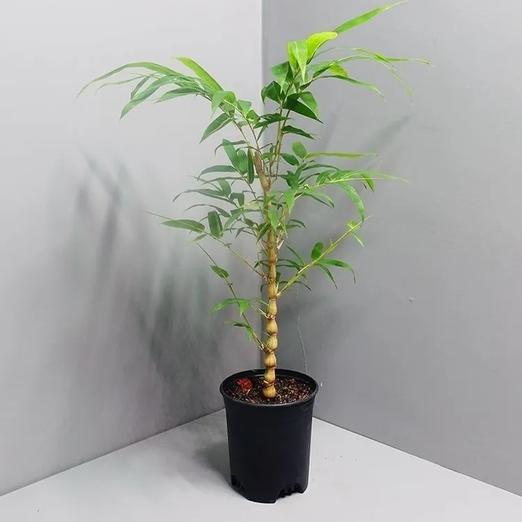 精品金丝佛肚竹老桩文人观赏竹室内桌上绿植竹子盆栽盆好养活北欧