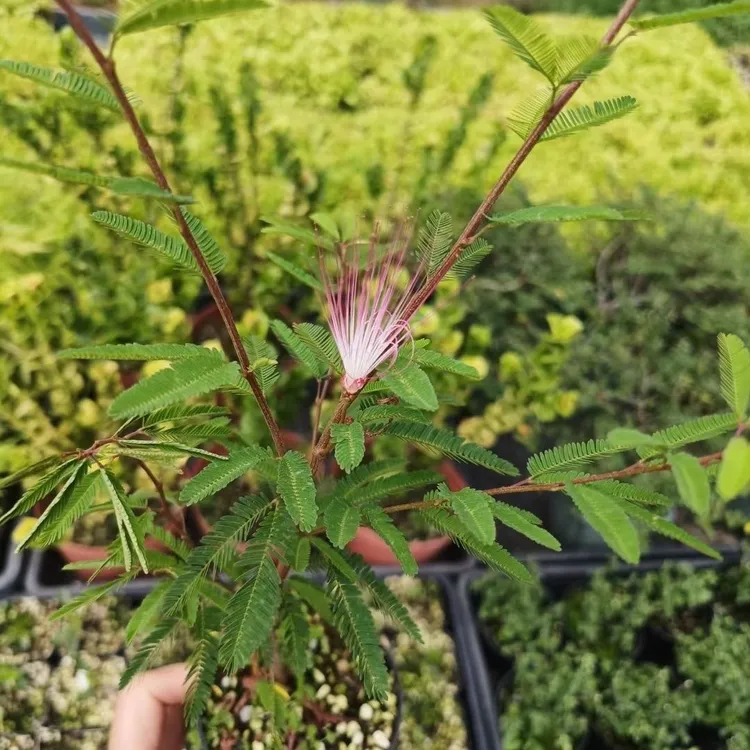 日本香水姬合欢盆景小盆栽微盆素材办公桌阳台庭院绿植桌上