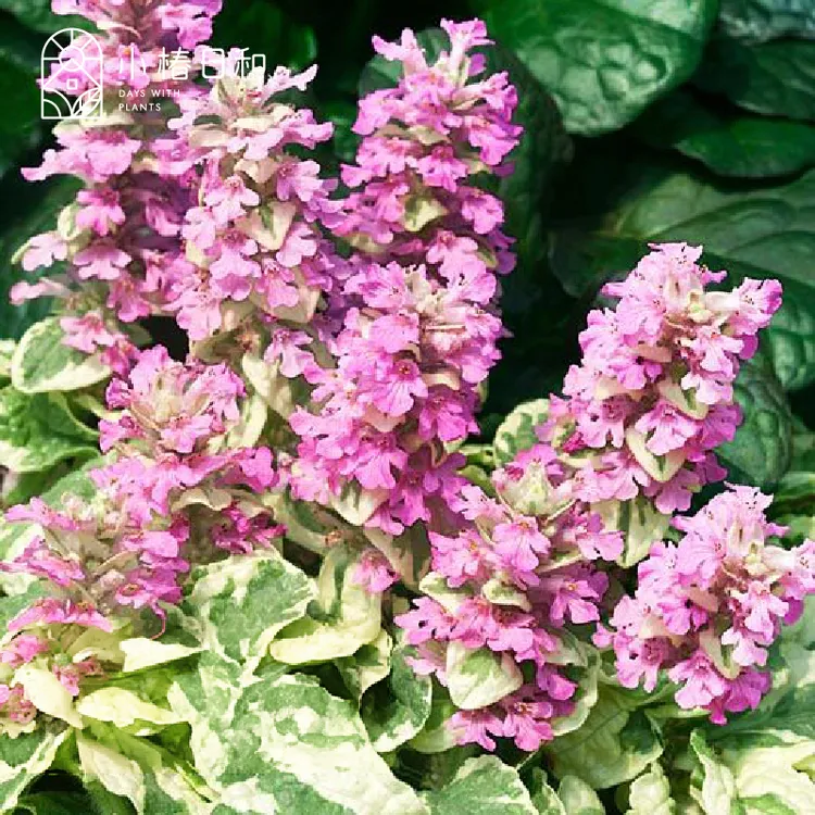 金叶筋骨草灯盆栽适合庭院阳台多年生花镜宿根地被