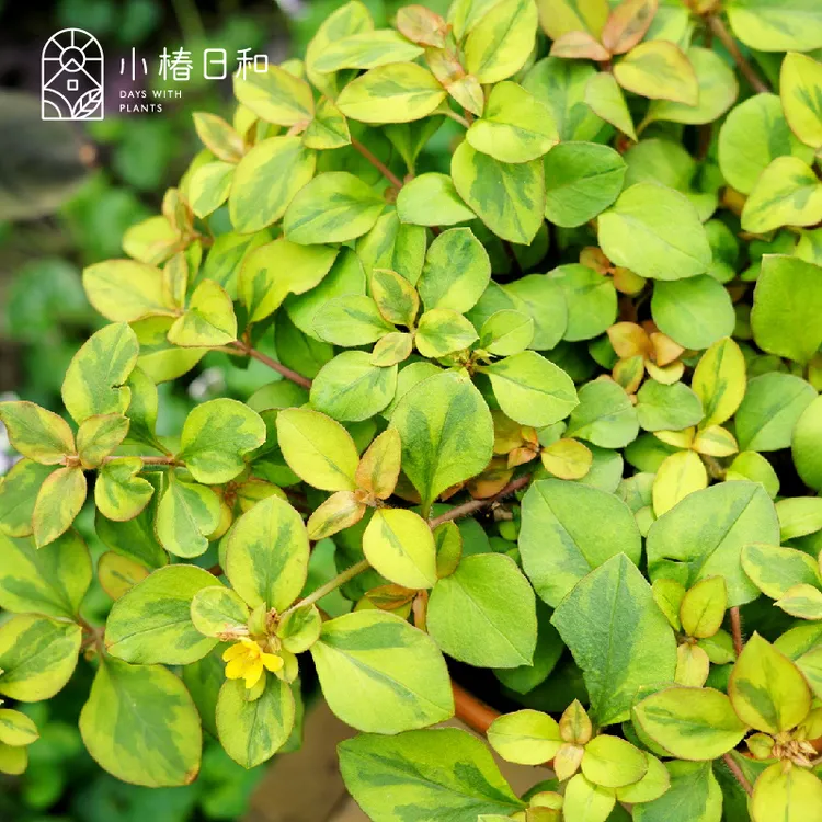 小椿日和 末日行者金叶过路黄进口地被垂吊植物